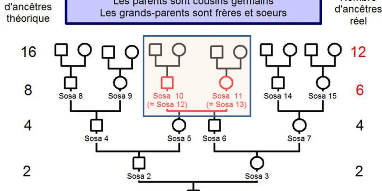 Arbre généalogique montrant un implexe du second degré. Les Sosa 10 et 11 sont issus de cousins germains, une situation parfois rencontrée dans les recherches sur Geneanet décès.