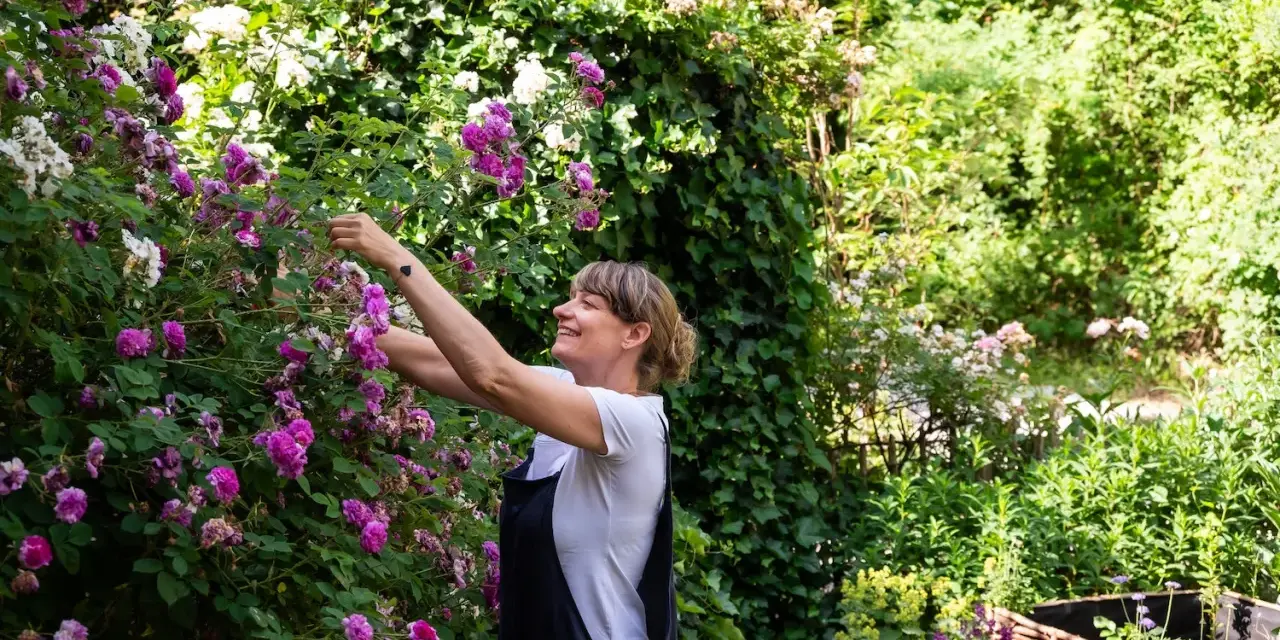 Frau schneidet Ramblerrose im Garten. Die pinken und weißen Blüten sind üppig.