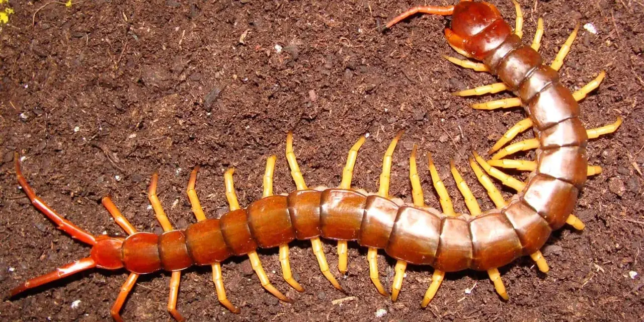 Un ciempiés marrón con patas amarillas se arrastra sobre tierra oscura. Su picadura en humanos puede ser dolorosa.
