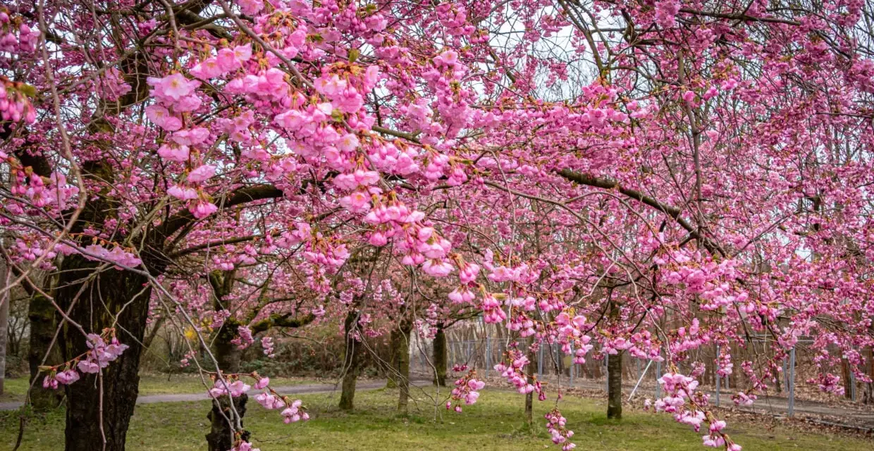Ein Park in Berlin verwandelt sich in ein Meer aus rosa Blüten. Die Kirschblüten hängen üppig von den Ästen und schaffen eine zauberhafte Frühlingskulisse.