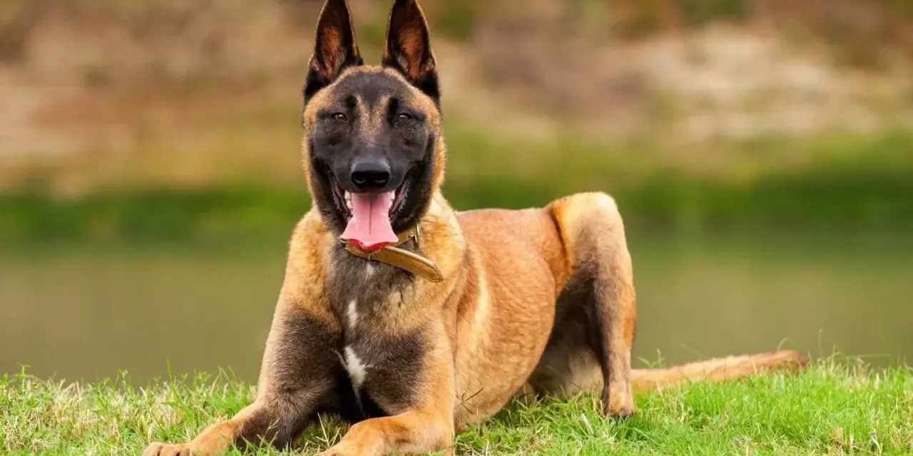 Un Malinois au poil fauve, couché sur l'herbe, langue pendante. Est-ce que le Malinois est dangereux ? Pas s'il est bien éduqué !