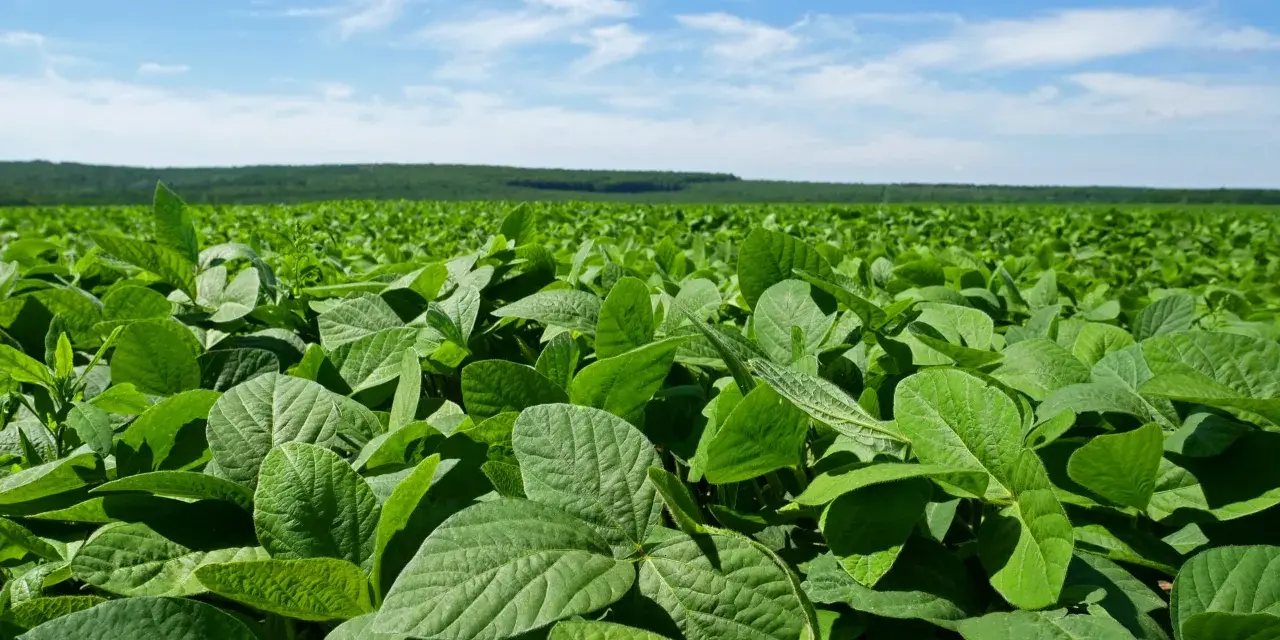 Vasto campo di soia verde sotto un cielo azzurro con nuvole bianche. La vegetazione rigogliosa si estende fino all'orizzonte.