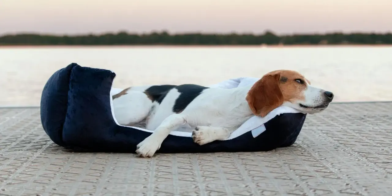 Chien beagle se reposant dans un coussin douillet sur un quai, avec un lac en arrière-plan.