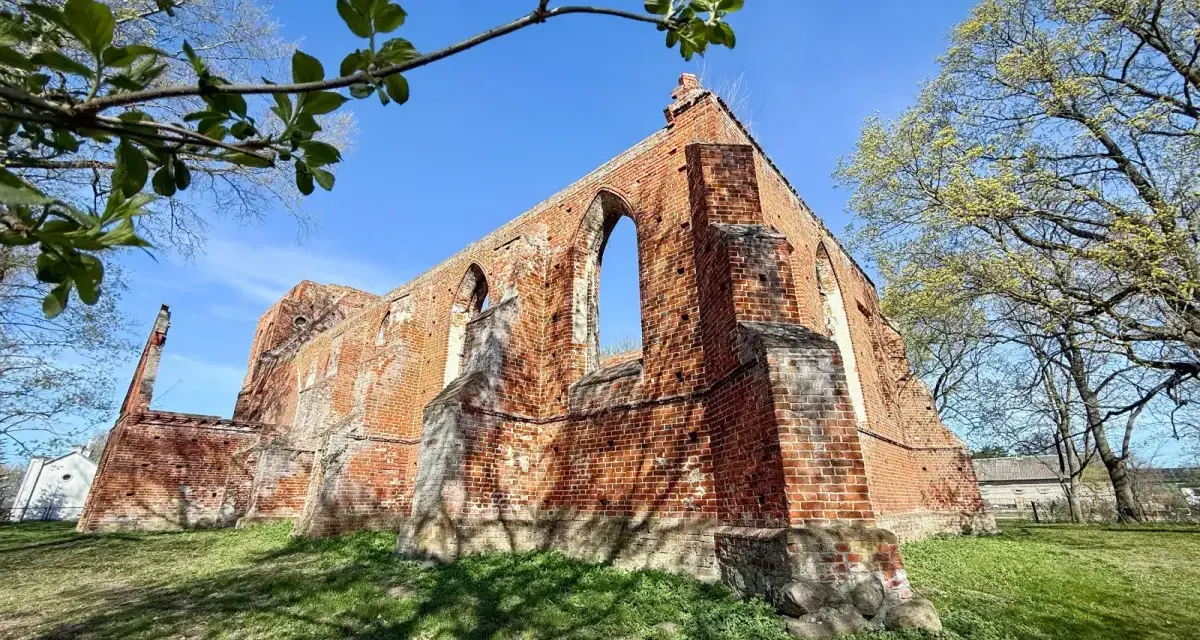 Ruiny ceglanego kościoła w Steblewie na tle błękitnego nieba. Wiosenne liście na gałęziach drzew dodają uroku tej historycznej budowli.