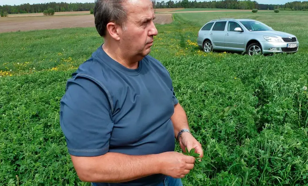 Jaki nawóz pod lucernę, aby uniknąć problemów z uprawą?