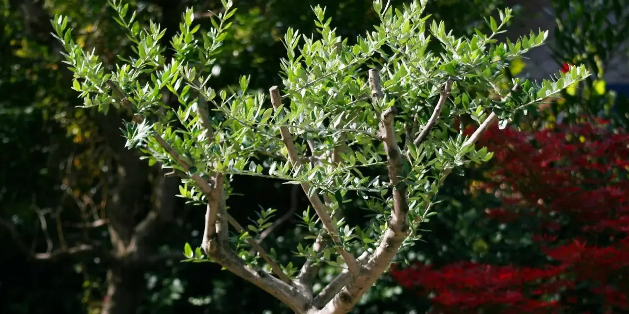 Ein junger Olivenbaum mit frisch geschnittenen Ästen und grünen Blättern steht im Garten.