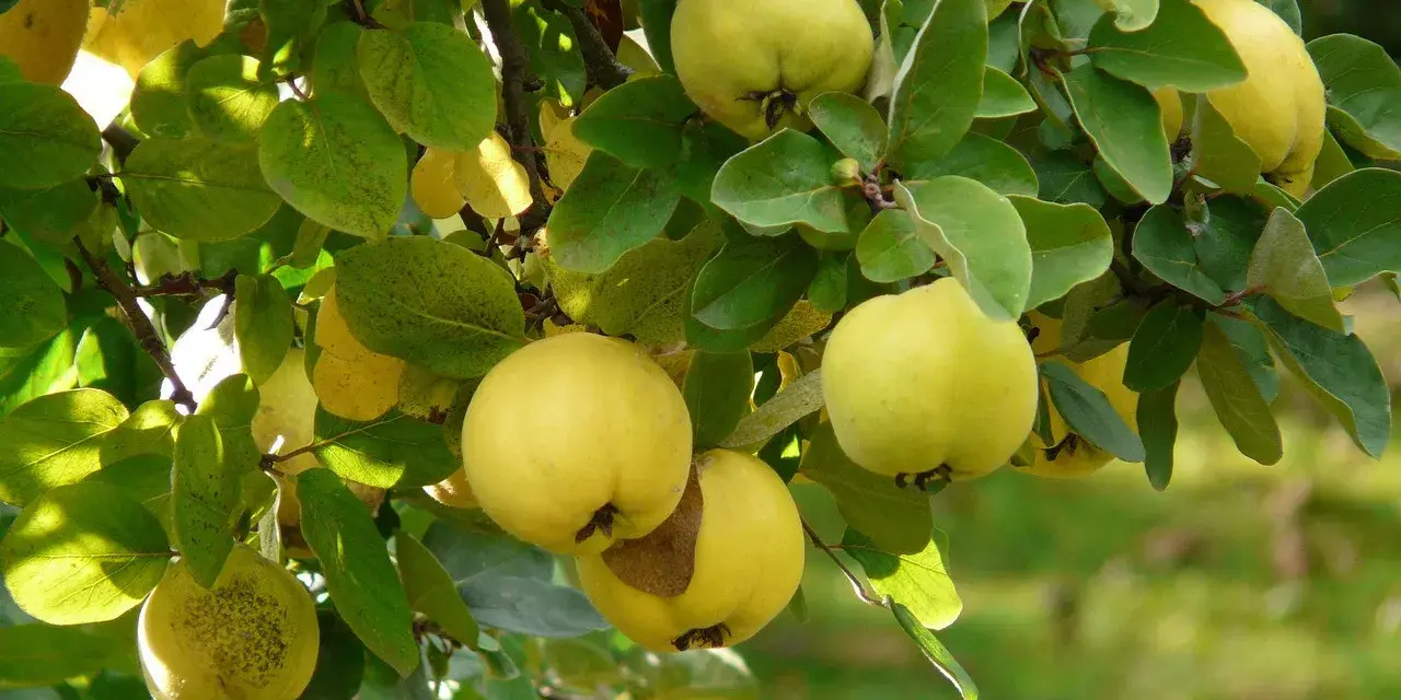 Reife Quitten hängen im Herbst an einem Baum. Die gelben Früchte sind bereit, wenn die Blätter sich verfärben.