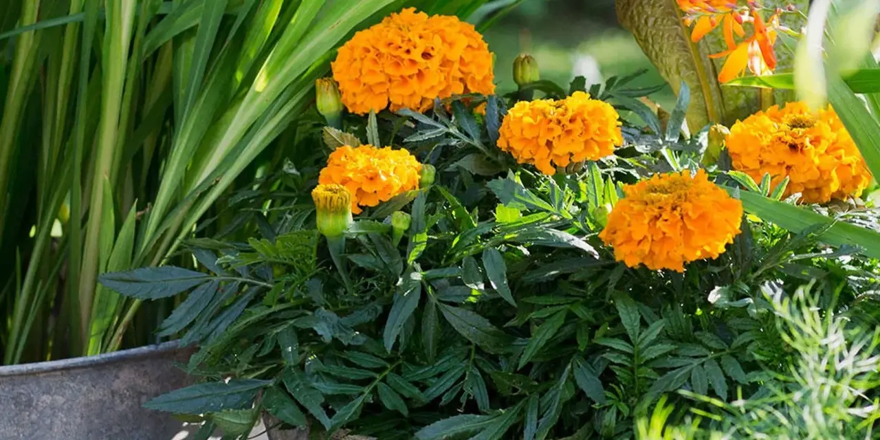 En kruka fylld med fluffiga, orange så tagetes blommor. Gröna blad och gräs omger dem.