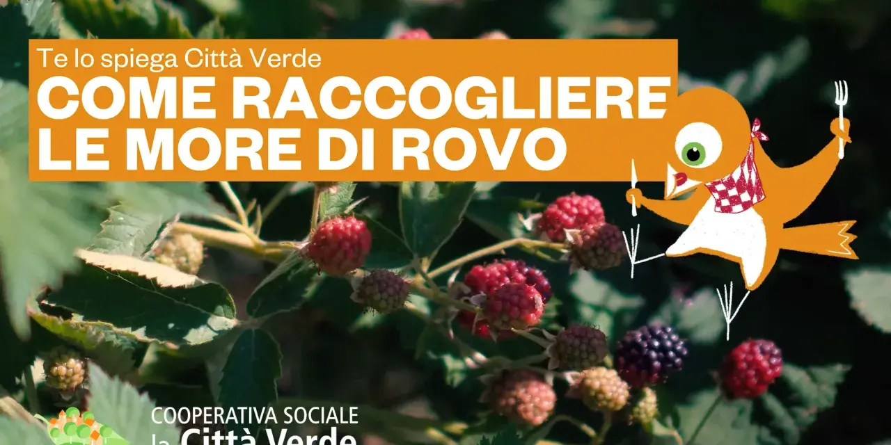 Maturazione delle more di rovo: scopri come raccoglierle al momento giusto con Città Verde. Un uccellino curioso ti guida in questa deliziosa avventura.