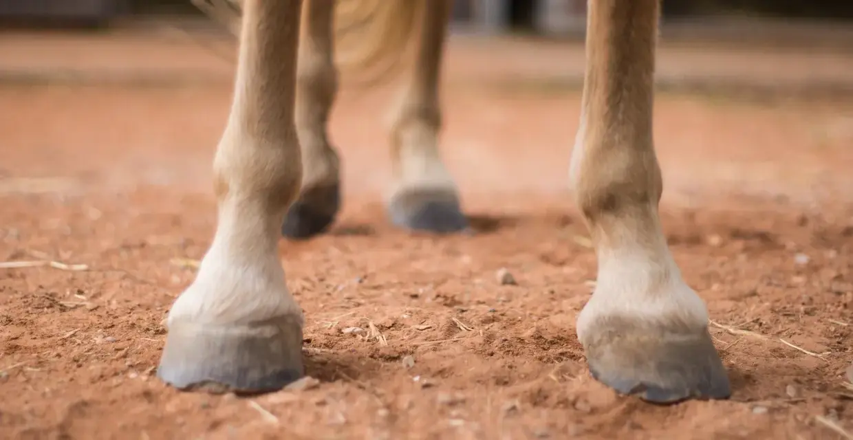 Gros plan sur les sabots d'un cheval, la bouleture est bien visible sur ses pattes.