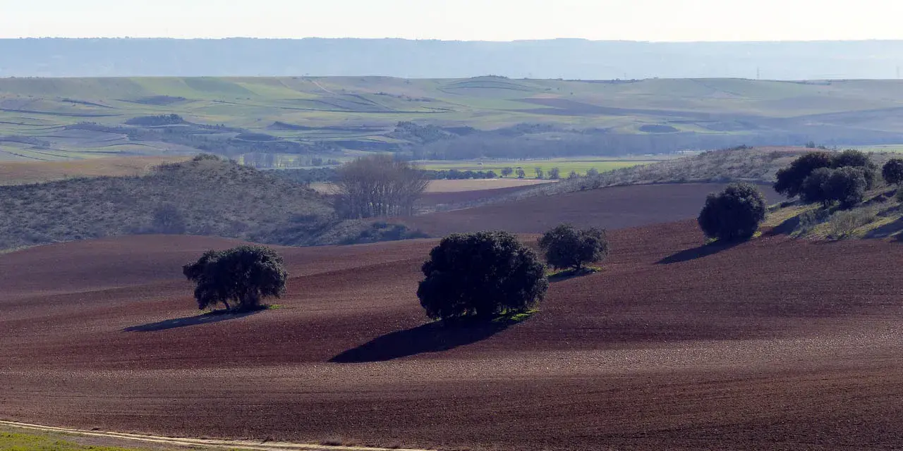 Paisaje de **vías pecuarias Castilla La Mancha**. Campos labrados y encinas salpican la ondulada llanura, evocando la trashumancia.
