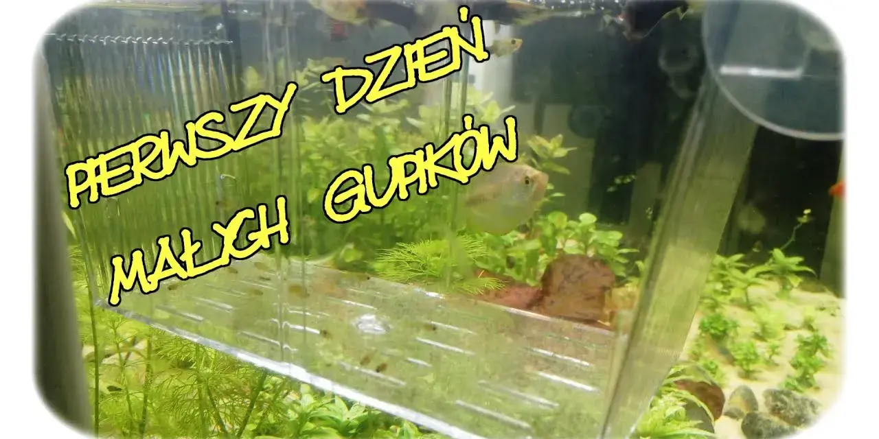 Czym karmić narybek gupika, aby zapewnić mu zdrowy rozwój?