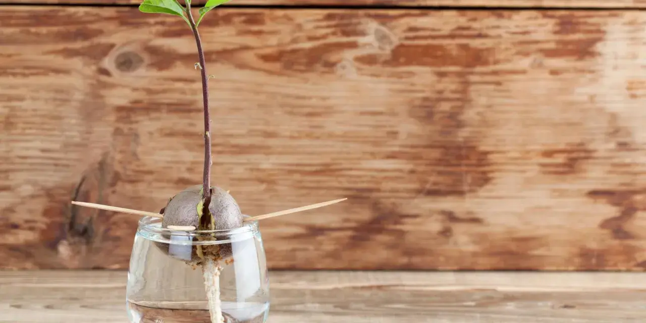 Ein Keimling wächst aus einem Avocadokern, der mit Zahnstochern in einem Glas Wasser steckt. So beginnt das Abenteuer, einen Avocadokern einzupflanzen.