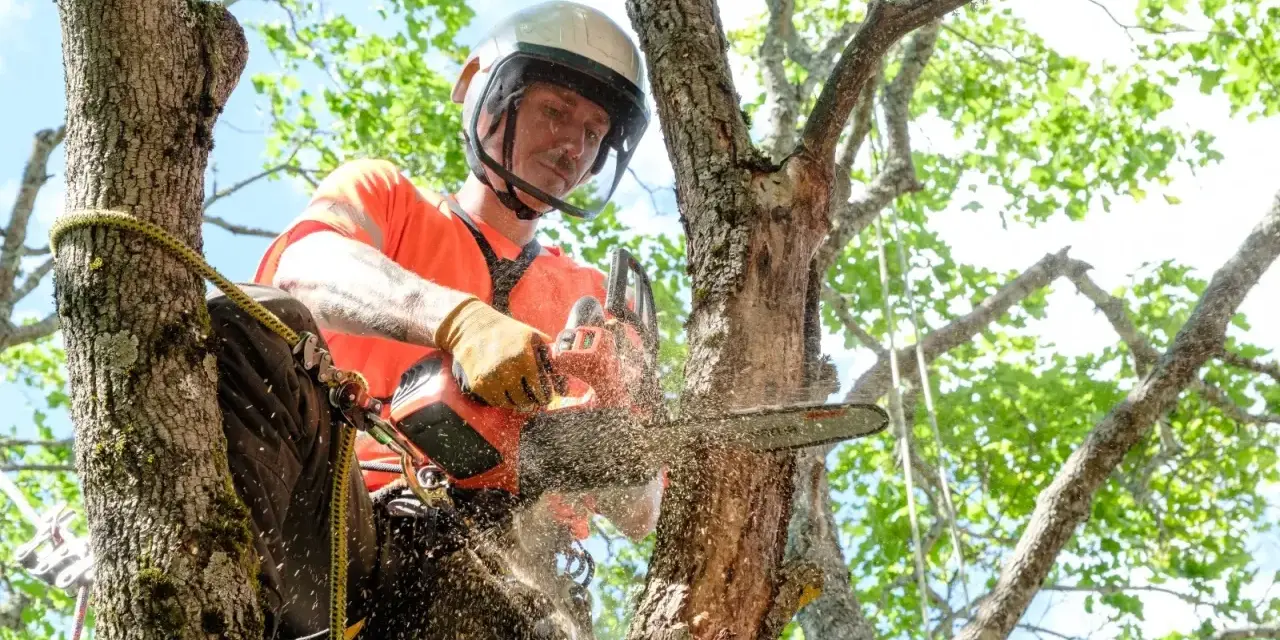 En arborist klättrar i en björk och använder motorsåg för att beskära grenar på höjden.