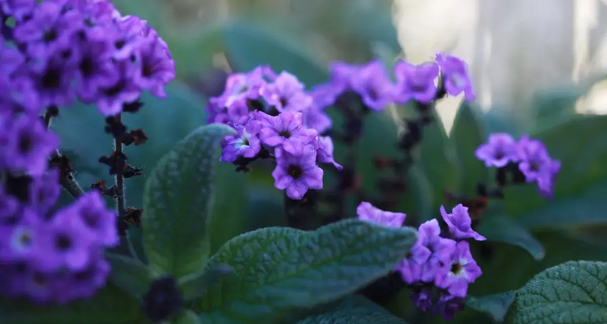 Vackra lila blommor i en balkonglåda, perfekta tips på blommor för att skapa färg.