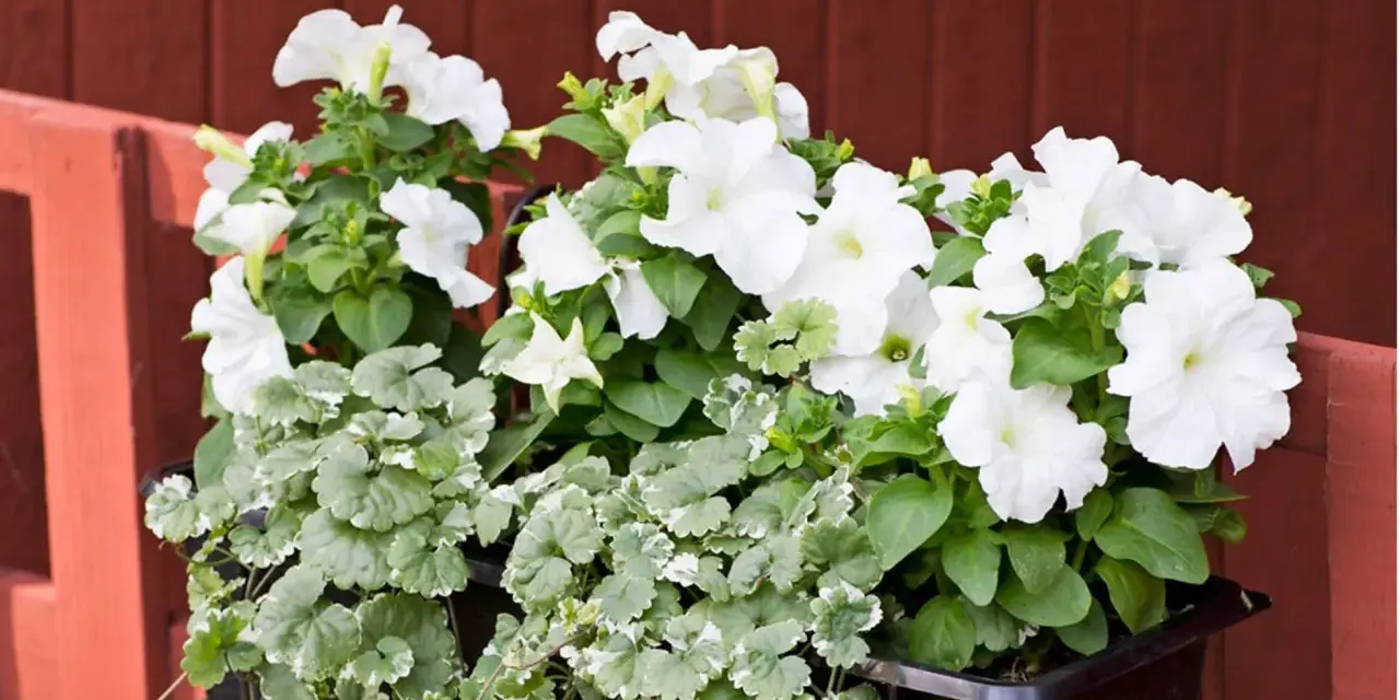 Vita sommarblommor i kruka, med frodig grönska och en röd bakgrund. En vacker syn som för tankarna till en solig sommardag.