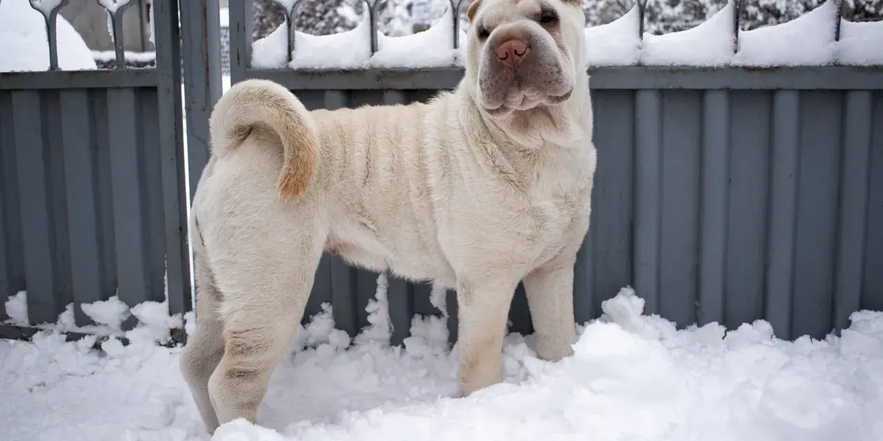 Jasny shar pei długowłosy stoi w śniegu przed metalową bramą.