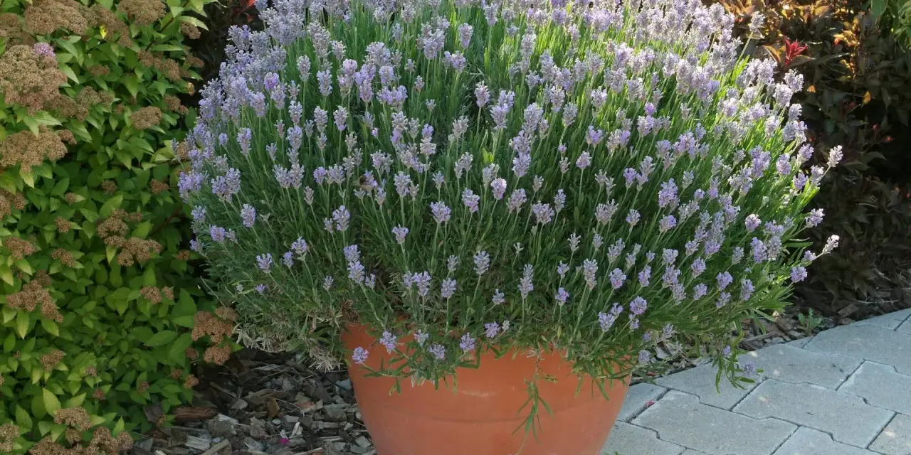 Un vaso di terracotta pieno di lavanda in fiore, ideale per capire quando piantare la lavanda in giardino.