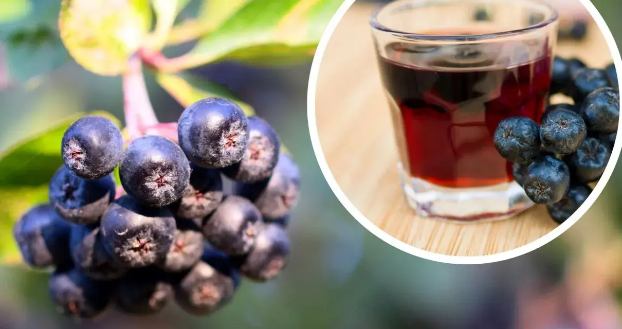 Herbata z aronii: Przepisy, idealny smak i zdrowotne sekrety