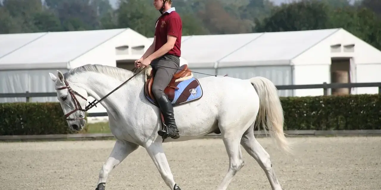Un cavalier et son cheval blanc effectuent un exercice de dressage. Le cheval est en mouvement, la tête basse, montrant sa concentration.