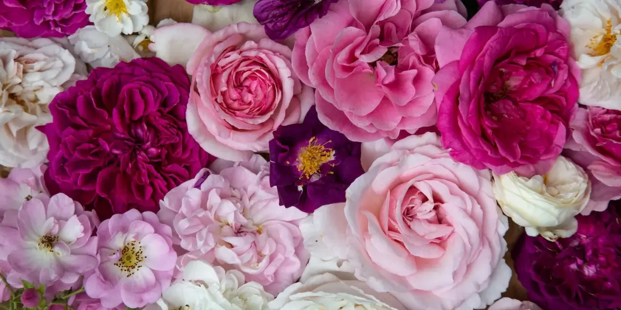 Vielfalt an Rosenarten in Rosa-, Pink- und Violetttönen, von zarten Blüten bis zu üppigen Blütenköpfen.