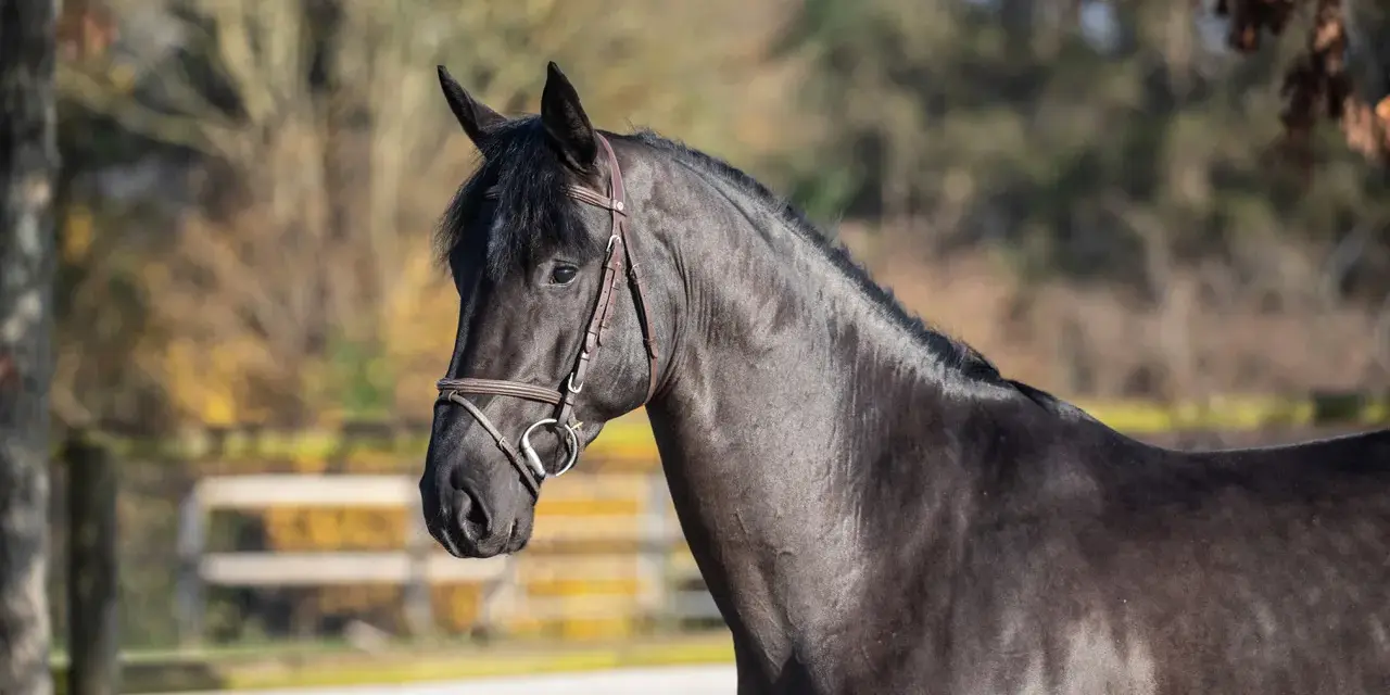 Un magnifique cheval noir, le joker d'Euskadi, au licol en cuir, se tient dans un pré ensoleillé.