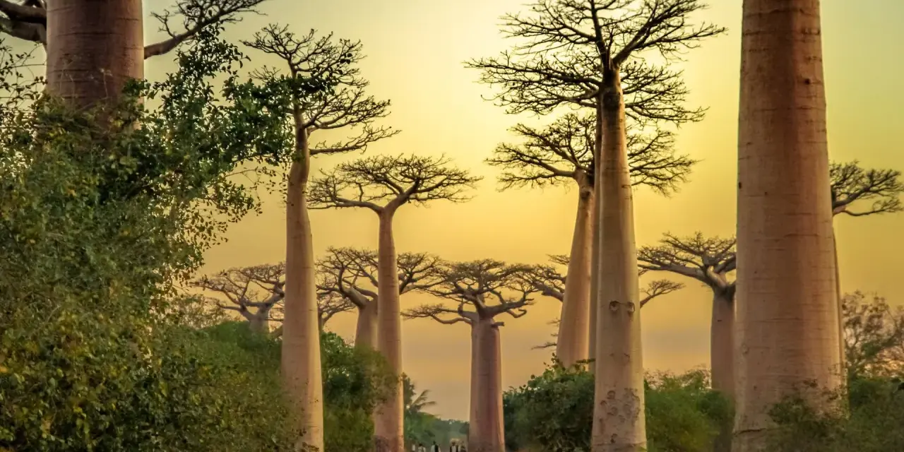 Aleja Baobabów na Madagaskarze. Najlepszy czas na podróż to pora sucha, od kwietnia do października.
