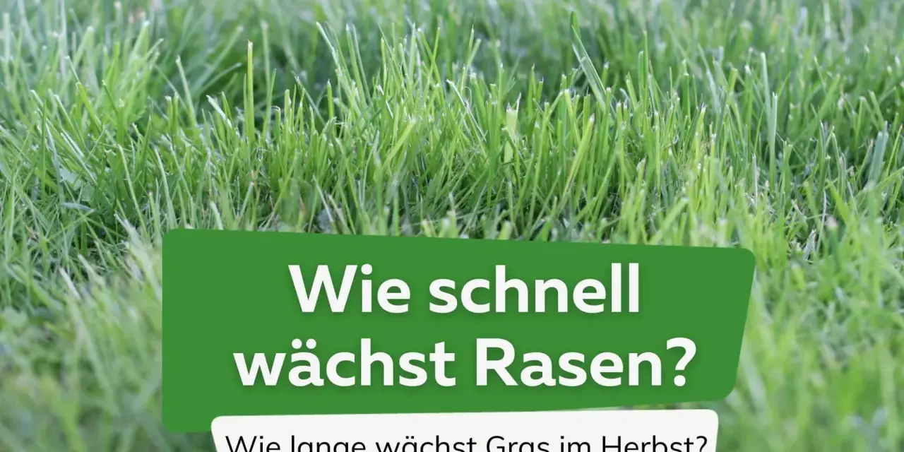 Grüner Rasen im Fokus. Die Frage "Wie lange braucht Gras zum wachsen?" wird gestellt, mit dem Zusatz "Wie lange wächst Gras im Herbst?".