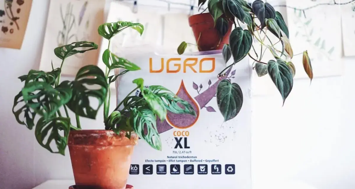 Två krukväxter, en Monstera Adansonii och en Philodendron, står framför en påse med kokosfiber jord.