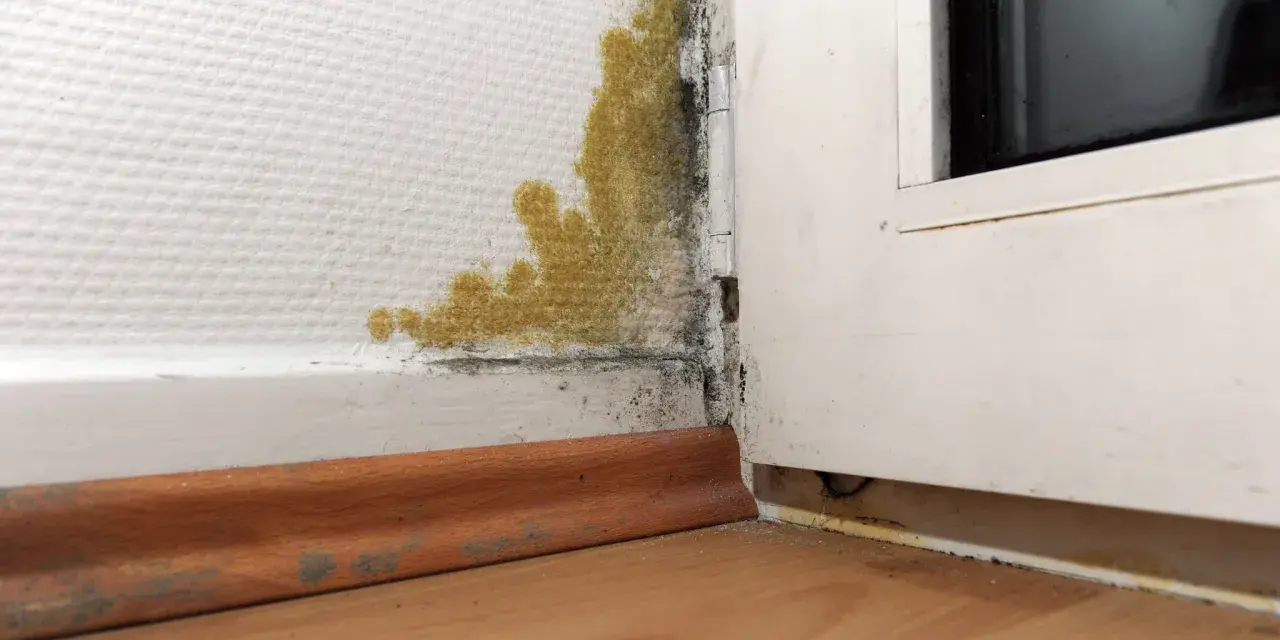 Gelber und schwarzer Schimmel breitet sich in der Ecke einer Wand aus. Dies ist ein Fall, in dem man Schimmel dem Vermieter melden muss.
