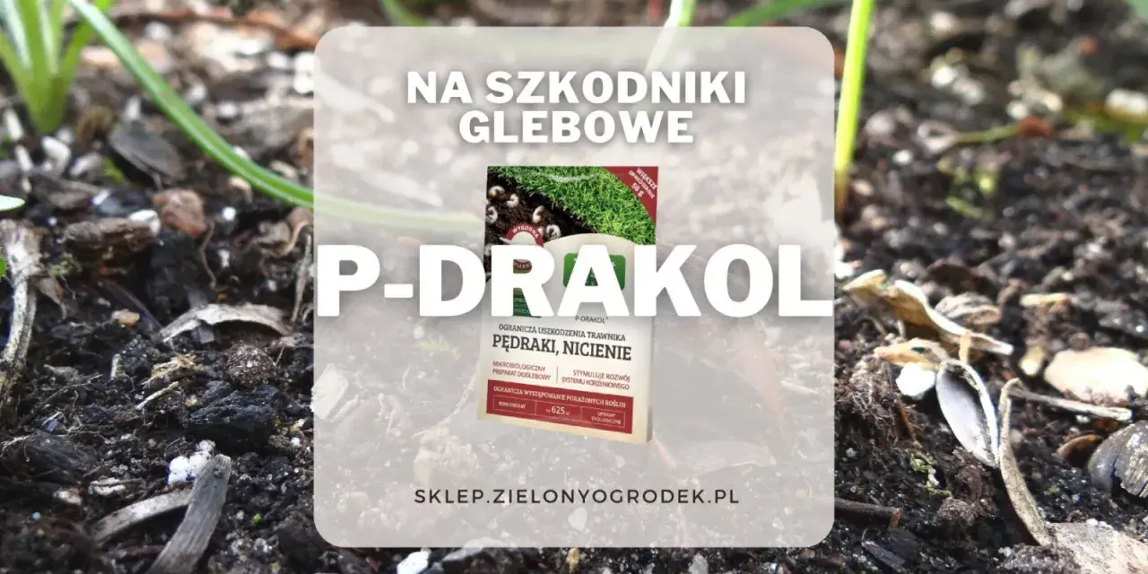 P-Drakol na szkodniki glebowe, chroni trawnik przed pędrakami i nicieniami. Preparat mikrobiologiczny.