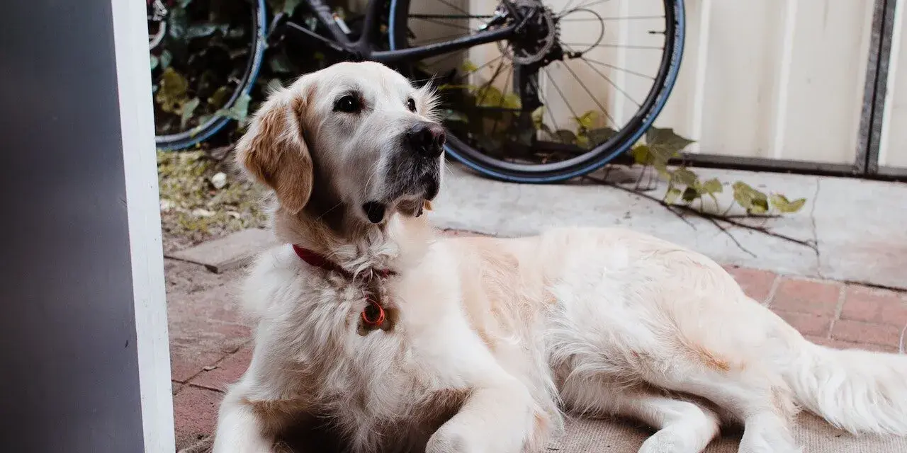 Czy golden retriever nadaje się do bloku? Oto, co musisz wiedzieć