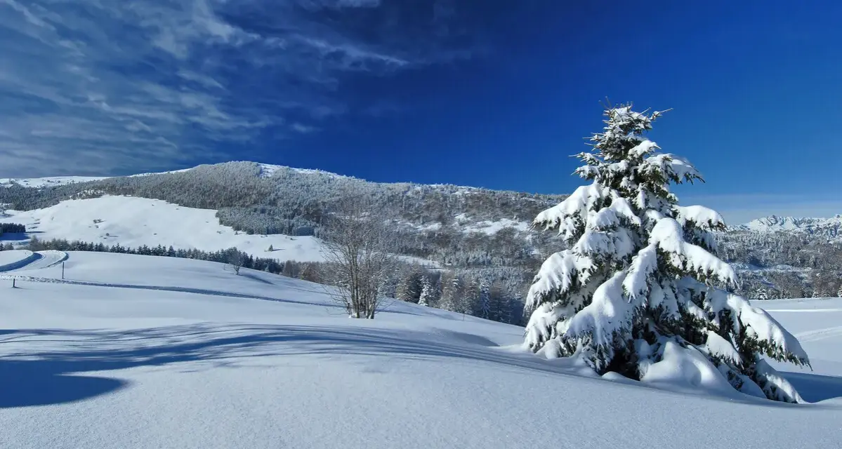 Paesaggio innevato sul Monte Bondone, con un abete carico di neve e un cielo blu intenso. Ideale per scoprire cosa fare in inverno.