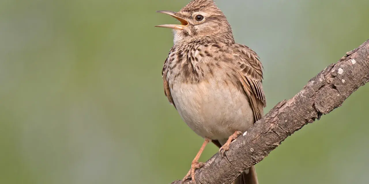 Un pájaro con cresta, de plumaje pardo y blanco, canta en una rama.