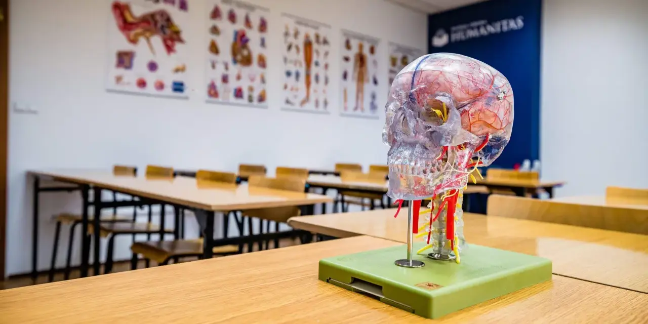 Model mózgu na biurku w sali wykładowej. Idealne miejsce do nauki psychologii sądowej, gdzie zrozumienie ludzkiego umysłu jest kluczowe.