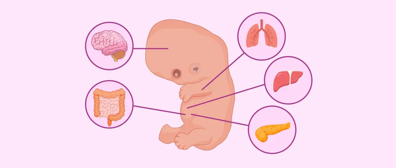 Embrione umano alla 8 settimana di gravidanza, con organi in sviluppo: cervello, polmoni, fegato, pancreas e intestino.
