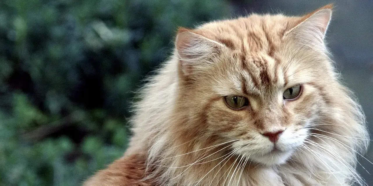 Maine Coon włosy czy sierść? Poznaj różnice i pielęgnację