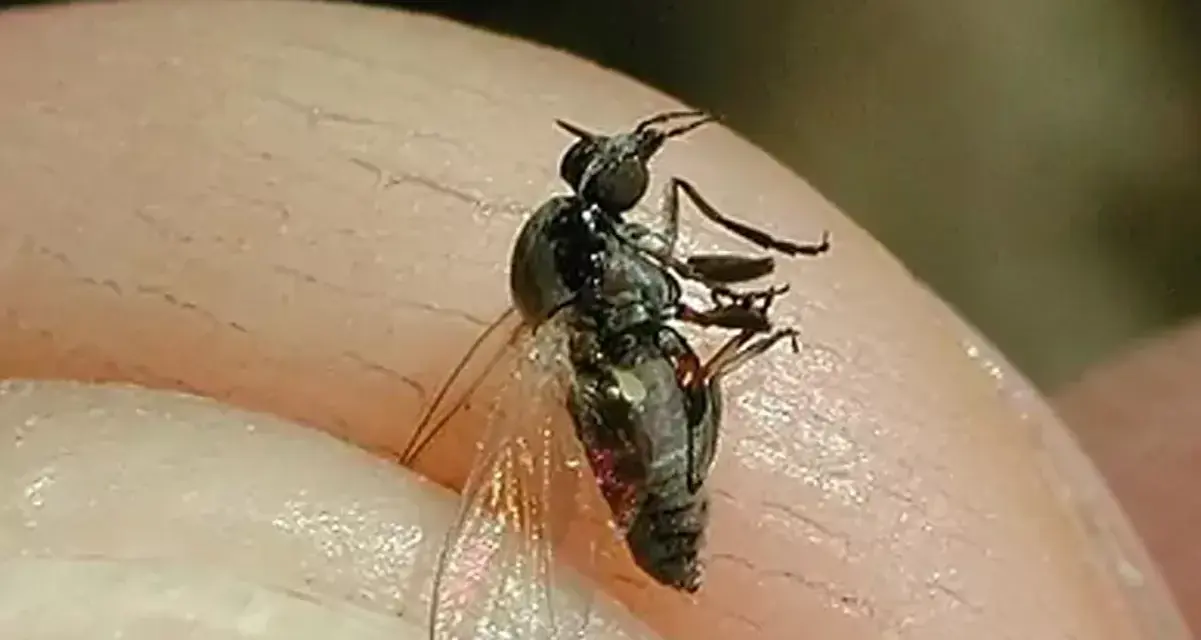 Mosca negra de España, un pequeño insecto negro con alas translúcidas, posado sobre la piel.