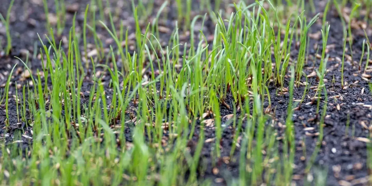 Młoda trawa łąkowa wyrasta z ziemi. Idealny termin siewu trawy łąkowej za nami, ale natura i tak działa.