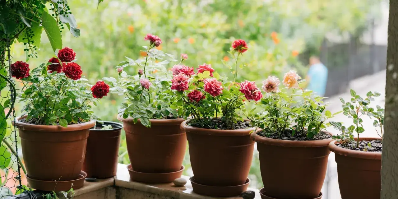 Blühende Topfrosen in verschiedenen Farben auf einem Balkon. Die Pflanzen sind gut gepflegt und zeigen ihre volle Pracht.