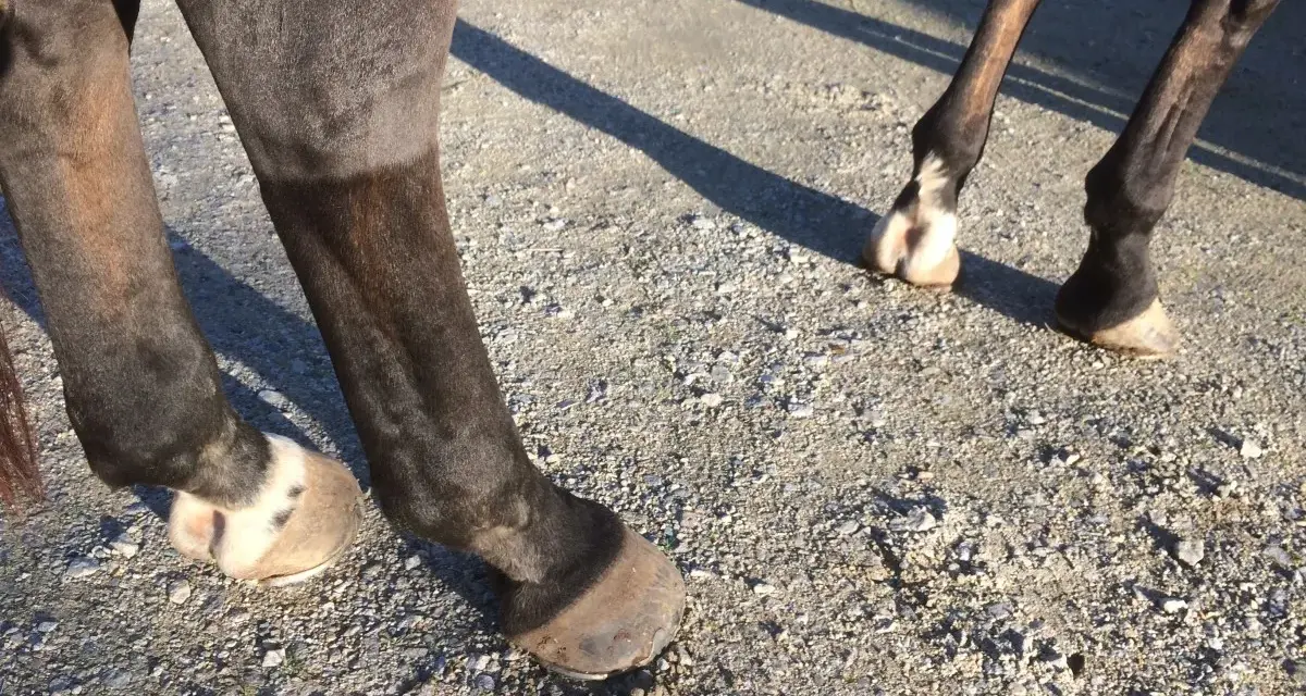Pieds de cheval sur un chemin de gravier. Le soleil projette des ombres. Une légère gale de boue miel sur le paturon d'un cheval.