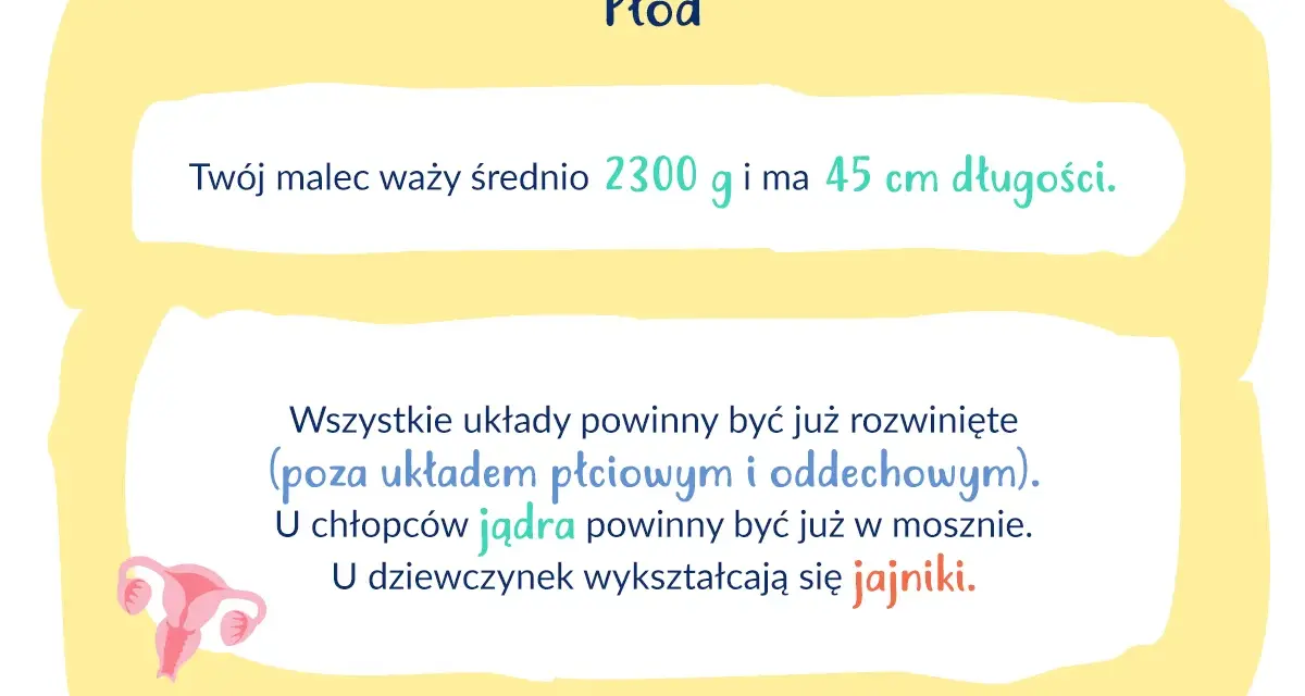 34 tydzień ciąży: płód waży 2300g, ma 45cm. Rozwijają się układy, u chłopców jądra, u dziewczynek jajniki.