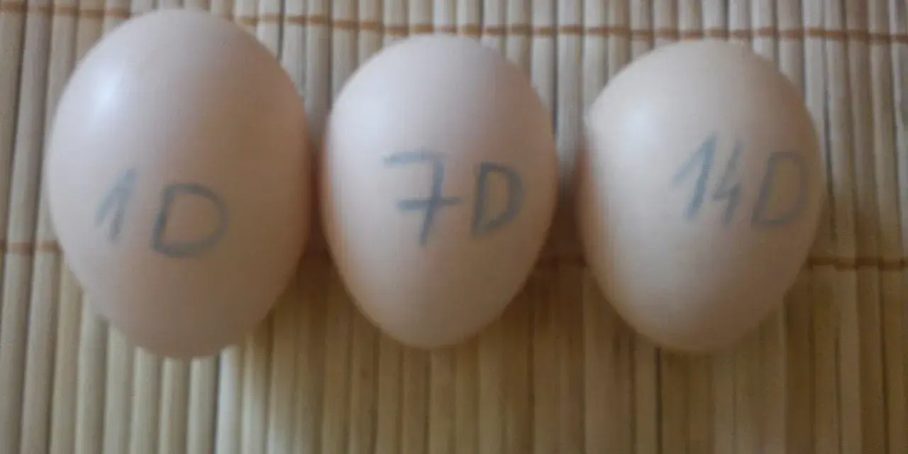 Trzy jajka z oznaczeniami 1D, 7D i 14D. Jak sprawdzić czy jajko jest dobre? Test świeżości.