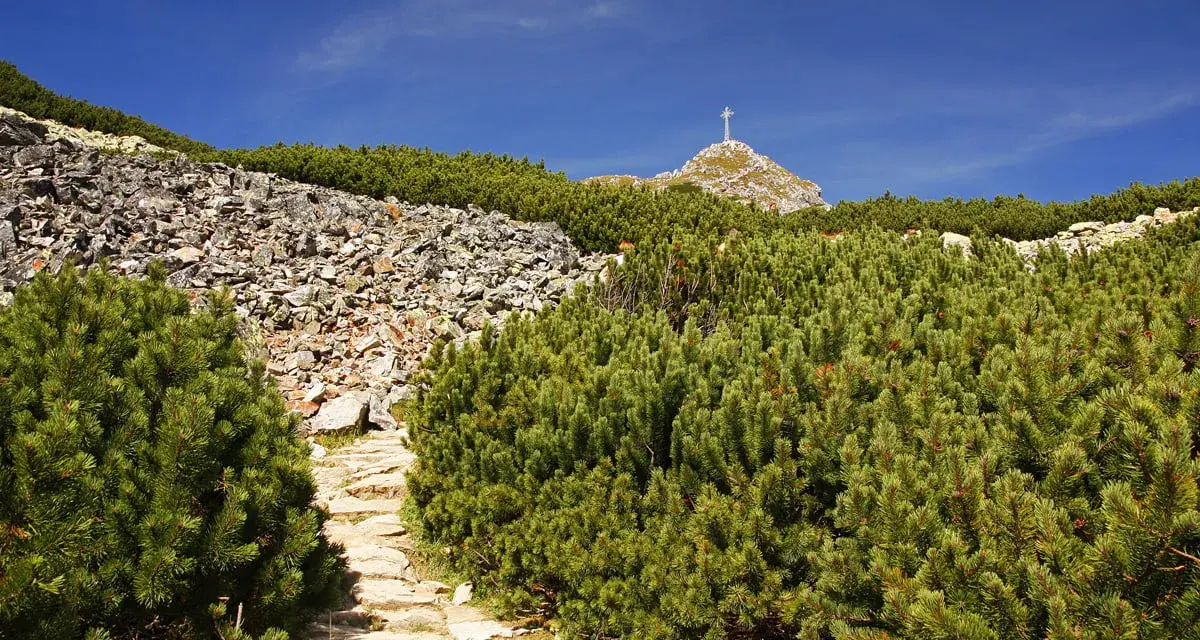 Kamienista ścieżka, niebieski szlak na Giewont, wśród kosodrzewin i skalistych zboczy. Na szczycie widoczny krzyż.
