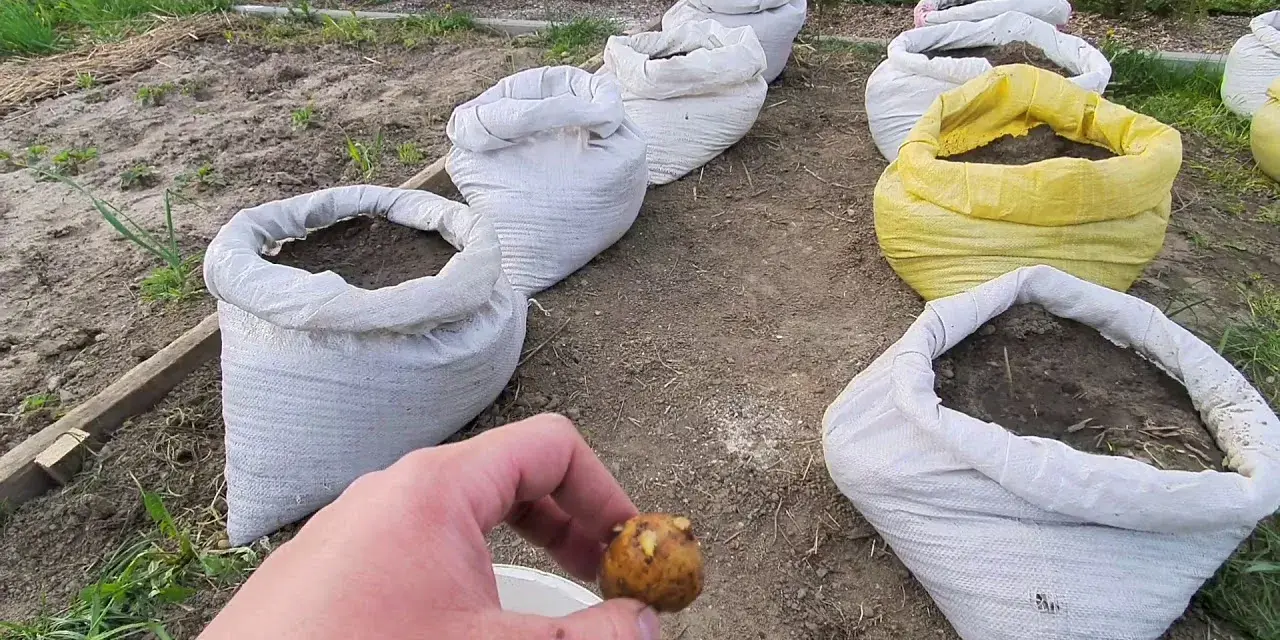 Kiedy sadzimy ziemniaki w workach, aby uniknąć nieudanych plonów?