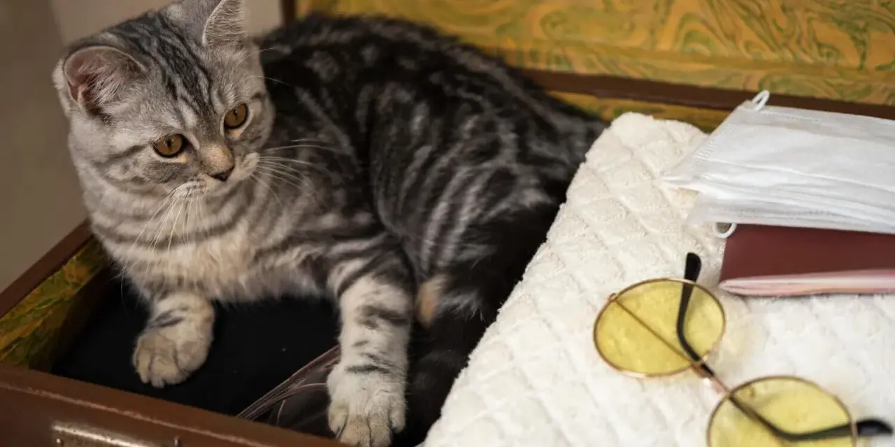 Srebrzysty kot leży w walizce obok okularów, maseczek i paszportu dla kota.