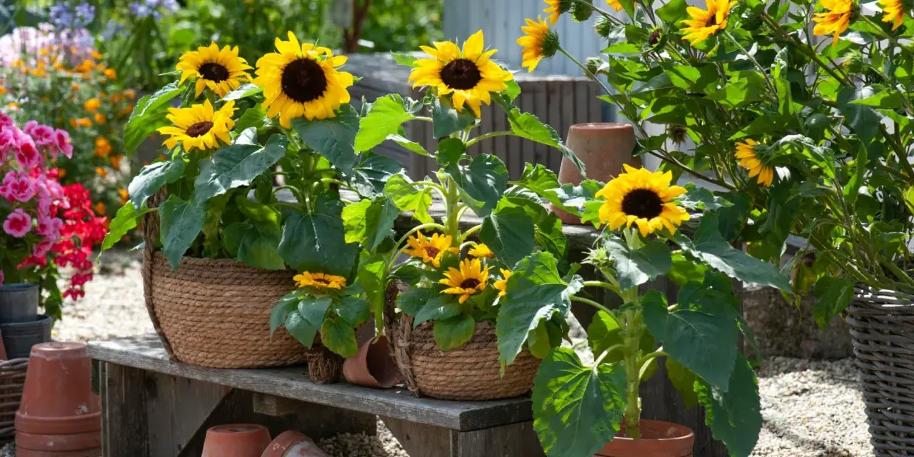 Mehrere sonnenblumen im topf blühen auf einer Holzbank, umgeben von anderen bunten Blumen und Terrakotta-Töpfen.