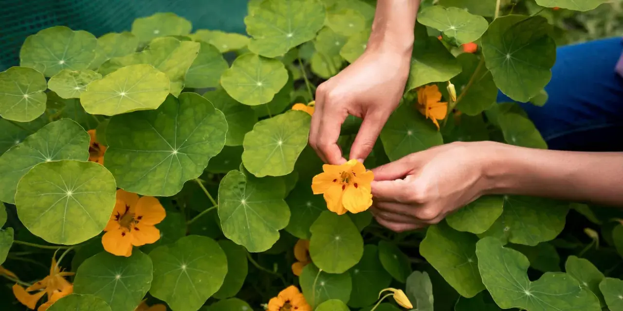 Hände pflücken eine leuchtend gelbe Kapuzinerkresseblüte inmitten üppiger grüner Blätter. Der ideale kapuzinerkresse standort ist sonnig.