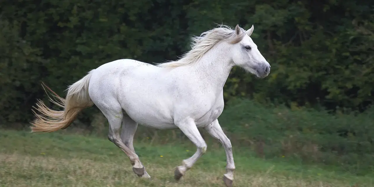 Un magnifique cheval blanc, symbole d'un élevage Connemara, galope dans un pré verdoyant, sa crinière au vent.