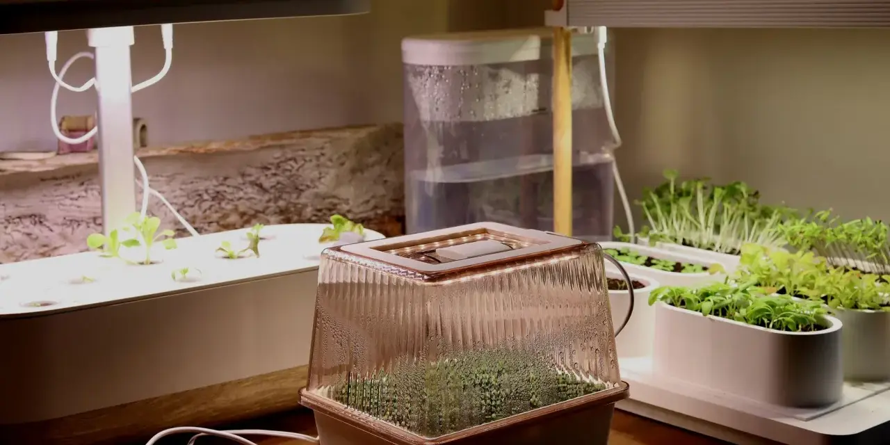 Odla stevia och andra örter i ett inomhusodlingssystem med LED-lampor. Små plantor växer i flera behållare under ljuset.